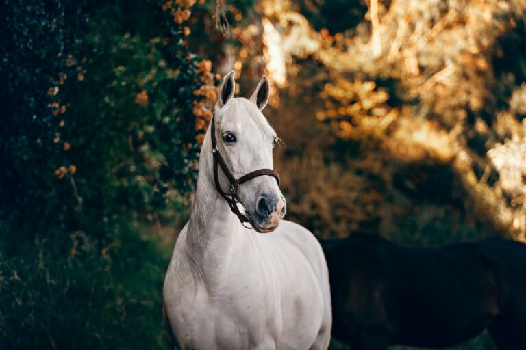 Equine Therapy In Spring Mills, PA